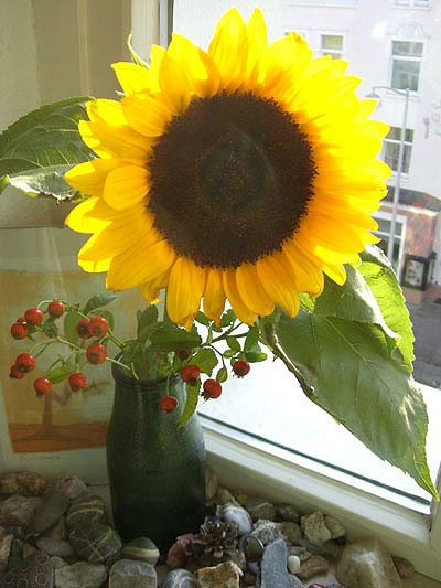 sonnenblume