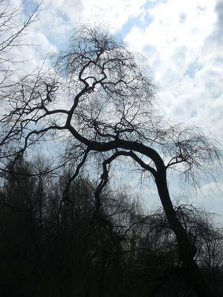 baum1