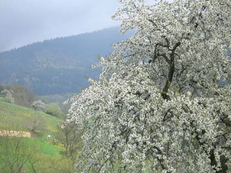 desktopfoto