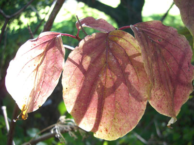 blattschatten