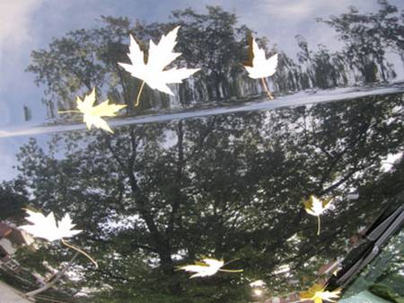 herbstblätter