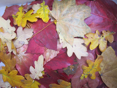 herbstblätter2