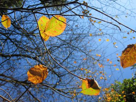 herbstleuchten