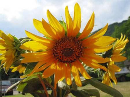 sonnenblume2