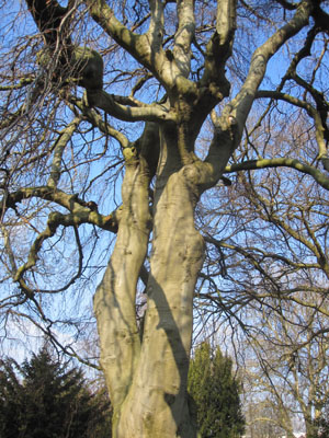 baumpärchen