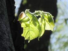 IMG 4191