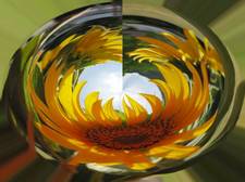 sonnenblume2