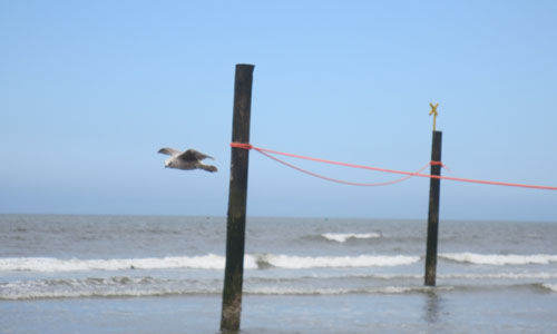 meer