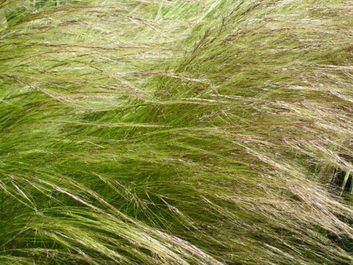 berggarten 001