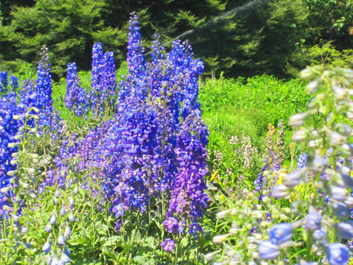 berggarten 015